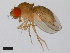  (Drosophila pseudoananassae - 14024-0411.00)  @11 [ ] Copyright (2011) CBG Photography Group Centre for Biodiversity Genomics