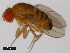  ( - 14028-0481.00)  @11 [ ] Copyright (2011) CBG Photography Group Centre for Biodiversity Genomics