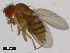  (Drosophila bocki - 14028-0751.00)  @11 [ ] Copyright (2011) CBG Photography Group Centre for Biodiversity Genomics