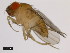  (Drosophila rhopaloa - 14029-0021.01)  @11 [ ] Copyright (2011) CBG Photography Group Centre for Biodiversity Genomics