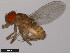  (Drosophila lusaltans - 14045-0891.00)  @11 [ ] CreativeCommons - Attribution Non-Commercial Share-Alike (2011) ANIC/CBG Photography Group ANIC/Centre for Biodiversity Genomics