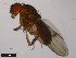  (Drosophila americana - 15010-1041.34)  @11 [ ] CreativeCommons - Attribution Non-Commercial Share-Alike (2011) ANIC/CBG Photography Group ANIC/Centre for Biodiversity Genomics