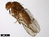  (Drosophila canadiana - 15010-1091.00)  @11 [ ] CreativeCommons - Attribution Non-Commercial Share-Alike (2011) ANIC/CBG Photography Group ANIC/Centre for Biodiversity Genomics