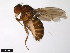  (Drosophila sordidula - 15020-1121.00)  @11 [ ] CreativeCommons - Attribution Non-Commercial Share-Alike (2011) ANIC/CBG Photography Group ANIC/Centre for Biodiversity Genomics