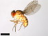  (Drosophila gaucha - 15070-1231.00)  @11 [ ] CreativeCommons - Attribution Non-Commercial Share-Alike (2011) ANIC/CBG Photography Group ANIC/Centre for Biodiversity Genomics