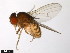  (Drosophila anceps - 15081-1261.02)  @11 [ ] CreativeCommons - Attribution Non-Commercial Share-Alike (2011) ANIC/CBG Photography Group ANIC/Centre for Biodiversity Genomics