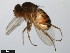  (Drosophila hexastigma - 15081-1302.02)  @11 [ ] CreativeCommons - Attribution Non-Commercial Share-Alike (2011) ANIC/CBG Photography Group ANIC/Centre for Biodiversity Genomics