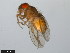  (Drosophila mainlandi - 15081-1315.00)  @11 [ ] CreativeCommons - Attribution Non-Commercial Share-Alike (2011) ANIC/CBG Photography Group ANIC/Centre for Biodiversity Genomics