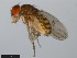  (Drosophila meridiana - 15081-1341.03)  @11 [ ] CreativeCommons - Attribution Non-Commercial Share-Alike (2011) ANIC/CBG Photography Group ANIC/Centre for Biodiversity Genomics