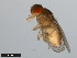  (Drosophila micromettleri - 15081-1346.00)  @11 [ ] CreativeCommons - Attribution Non-Commercial Share-Alike (2011) ANIC/CBG Photography Group ANIC/Centre for Biodiversity Genomics