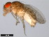  (Drosophila parisiena - 15081-1392.08)  @11 [ ] CreativeCommons - Attribution Non-Commercial Share-Alike (2011) ANIC/CBG Photography Group ANIC/Centre for Biodiversity Genomics