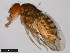  (Drosophila peninsularis - 15081-1401.08)  @11 [ ] CreativeCommons - Attribution Non-Commercial Share-Alike (2011) ANIC/CBG Photography Group ANIC/Centre for Biodiversity Genomics