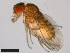  ( - 15081-1451.01)  @11 [ ] CreativeCommons - Attribution Non-Commercial Share-Alike (2011) ANIC/CBG Photography Group ANIC/Centre for Biodiversity Genomics