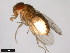  ( - 15081-1451.10)  @11 [ ] CreativeCommons - Attribution Non-Commercial Share-Alike (2011) ANIC/CBG Photography Group ANIC/Centre for Biodiversity Genomics