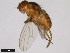  (Drosophila mettleri - 15081-1502.00)  @11 [ ] CreativeCommons - Attribution Non-Commercial Share-Alike (2011) ANIC/CBG Photography Group ANIC/Centre for Biodiversity Genomics