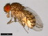  ( - 15082-1541.00)  @11 [ ] CreativeCommons - Attribution Non-Commercial Share-Alike (2011) ANIC/CBG Photography Group ANIC/Centre for Biodiversity Genomics