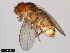  ( - 15082-1541.07)  @11 [ ] CreativeCommons - Attribution Non-Commercial Share-Alike (2011) ANIC/CBG Photography Group ANIC/Centre for Biodiversity Genomics