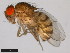  ( - 15082-1541.08)  @11 [ ] CreativeCommons - Attribution Non-Commercial Share-Alike (2011) ANIC/CBG Photography Group ANIC/Centre for Biodiversity Genomics