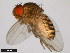  ( - 15082-1541.11)  @11 [ ] CreativeCommons - Attribution Non-Commercial Share-Alike (2011) ANIC/CBG Photography Group ANIC/Centre for Biodiversity Genomics