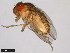  ( - 15082-1541.13)  @11 [ ] CreativeCommons - Attribution Non-Commercial Share-Alike (2011) ANIC/CBG Photography Group ANIC/Centre for Biodiversity Genomics