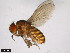  ( - 15084-1591.02)  @11 [ ] CreativeCommons - Attribution Non-Commercial Share-Alike (2011) ANIC/CBG Photography Group ANIC/Centre for Biodiversity Genomics
