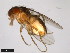  (Drosophila melanopalpa - 15084-1594.00)  @11 [ ] CreativeCommons - Attribution Non-Commercial Share-Alike (2011) ANIC/CBG Photography Group ANIC/Centre for Biodiversity Genomics