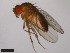  (Drosophila daruma - 15100-0120.00)  @11 [ ] CreativeCommons - Attribution Non-Commercial Share-Alike (2011) ANIC/CBG Photography Group ANIC/Centre for Biodiversity Genomics