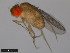  ( - 15112-1751.02)  @11 [ ] CreativeCommons - Attribution Non-Commercial Share-Alike (2011) ANIC/CBG Photography Group ANIC/Centre for Biodiversity Genomics