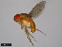 ( - 15112-1751.03)  @11 [ ] CreativeCommons - Attribution Non-Commercial Share-Alike (2011) ANIC/CBG Photography Group ANIC/Centre for Biodiversity Genomics
