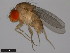  ( - 15112-1751.04)  @11 [ ] CreativeCommons - Attribution Non-Commercial Share-Alike (2011) ANIC/CBG Photography Group ANIC/Centre for Biodiversity Genomics