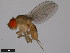  ( - 15112-1751.05)  @11 [ ] CreativeCommons - Attribution Non-Commercial Share-Alike (2011) ANIC/CBG Photography Group ANIC/Centre for Biodiversity Genomics