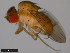  ( - 15112-1751.08)  @11 [ ] CreativeCommons - Attribution Non-Commercial Share-Alike (2011) ANIC/CBG Photography Group ANIC/Centre for Biodiversity Genomics