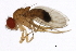  (Drosophila orena - 14021-0245.01)  @11 [ ] CreativeCommons - Attribution Non-Commercial Share-Alike (2010) CBG Photography Group Centre for Biodiversity Genomics