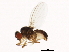  ( - 14011-0111.38)  @11 [ ] CreativeCommons - Attribution Non-Commercial Share-Alike (2010) CBG Photography Group Centre for Biodiversity Genomics