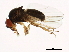  ( - 14011-0111.42)  @11 [ ] CreativeCommons - Attribution Non-Commercial Share-Alike (2010) CBG Photography Group Centre for Biodiversity Genomics