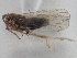  (Muirodelphax parvula - CCDB-21319-E07)  @12 [ ] CreativeCommons - Attribution (2013) CBG Photography Group Centre for Biodiversity Genomics
