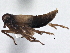  (Penepissonotus - CCDB-21319-F03)  @12 [ ] CreativeCommons - Attribution (2013) CBG Photography Group Centre for Biodiversity Genomics