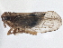  (Muellerianella - CCDB-21319-G04)  @14 [ ] CreativeCommons - Attribution (2013) CBG Photography Group Centre for Biodiversity Genomics