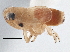  (Muirodelphax atralabis - CCDB-21319-G06)  @12 [ ] CreativeCommons - Attribution (2013) CBG Photography Group Centre for Biodiversity Genomics