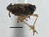  (Nilaparvata wolcotti - CCDB-21319-H05)  @12 [ ] CreativeCommons - Attribution (2013) CBG Photography Group Centre for Biodiversity Genomics
