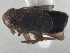  (Kosswigianella lutulenta - CCDB-21319-H06)  @12 [ ] CreativeCommons - Attribution (2013) CBG Photography Group Centre for Biodiversity Genomics
