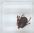  ( - NMNH-2023-037-H01)  @11 [ ] No Rights Reserved (2023) Yvonne Linton Smithsonian Institution National Museum of Natural History
