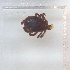  ( - NMNH-2023-039-B09)  @11 [ ] No Rights Reserved (2023) Yvonne Linton Smithsonian Institution National Museum of Natural History
