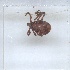  ( - NMNH-2023-039-B10)  @11 [ ] No Rights Reserved (2023) Yvonne Linton Smithsonian Institution National Museum of Natural History