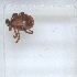  ( - NMNH-2023-039-B11)  @11 [ ] No Rights Reserved (2023) Yvonne Linton Smithsonian Institution National Museum of Natural History