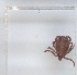  ( - NMNH-2023-039-B12)  @11 [ ] No Rights Reserved (2023) Yvonne Linton Smithsonian Institution National Museum of Natural History