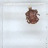  ( - NMNH-2023-039-C02)  @11 [ ] No Rights Reserved (2023) Yvonne Linton Smithsonian Institution National Museum of Natural History