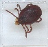  ( - NMNH-2023-040-A01)  @11 [ ] No Rights Reserved (2023) Yvonne Linton Smithsonian Institution National Museum of Natural History