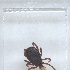  ( - NMNH-2023-040-A10)  @11 [ ] No Rights Reserved (2023) Yvonne Linton Smithsonian Institution National Museum of Natural History