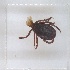  ( - NMNH-2023-040-C04)  @11 [ ] No Rights Reserved (2023) Yvonne Linton Smithsonian Institution National Museum of Natural History